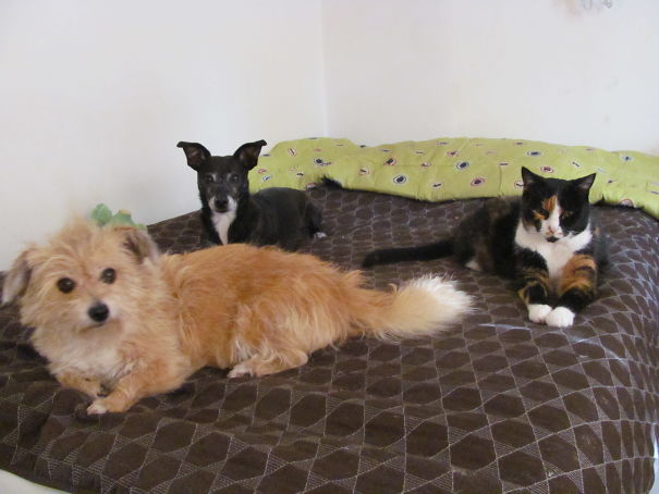 Poes Is 18 Jaar En De Roedelleider