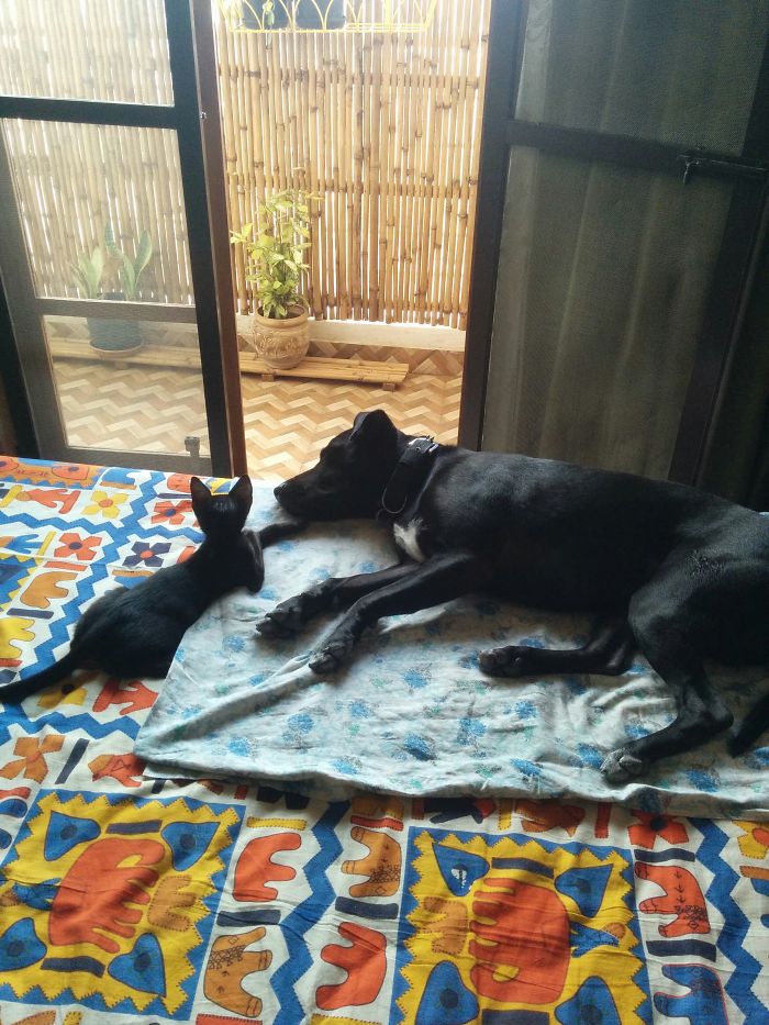 Hector And Batman #siestatime