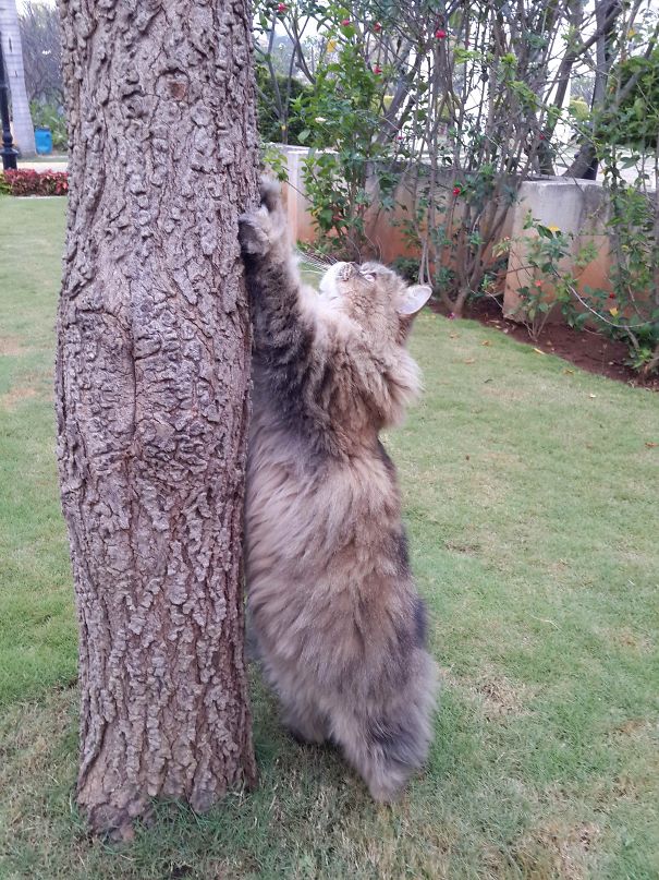 My Persian Cat Doodle Looks Like Tree Trunk
