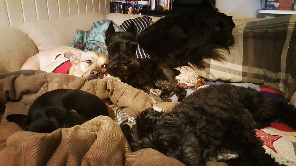 Our Family Consists Of 3 Humans, 5 Dogs, A Cat, And Two More Doggy Cousins!