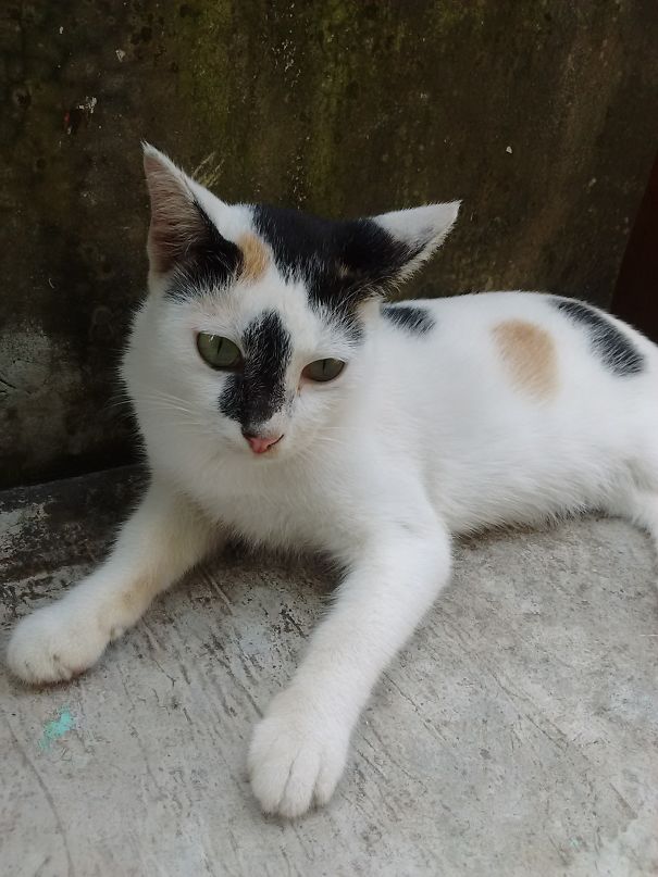 Beautiful Cat With Birthmark