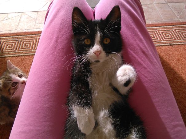 This Is Kiko With His Black Finger And The Tiniest Beard Ever