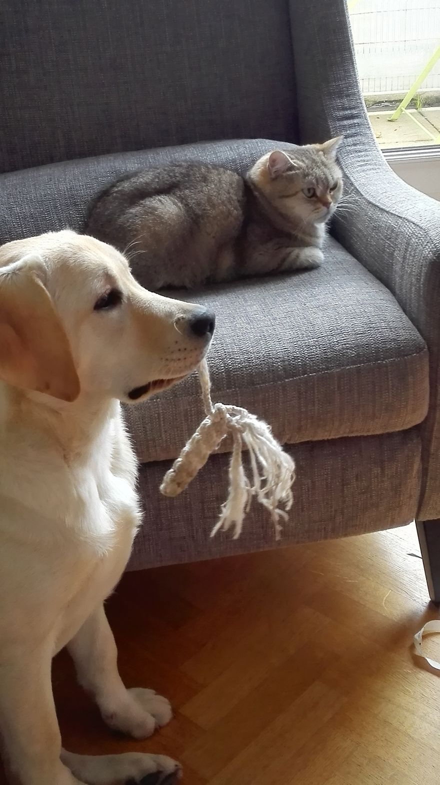Bella And Mira Watching Bird Video For Cats