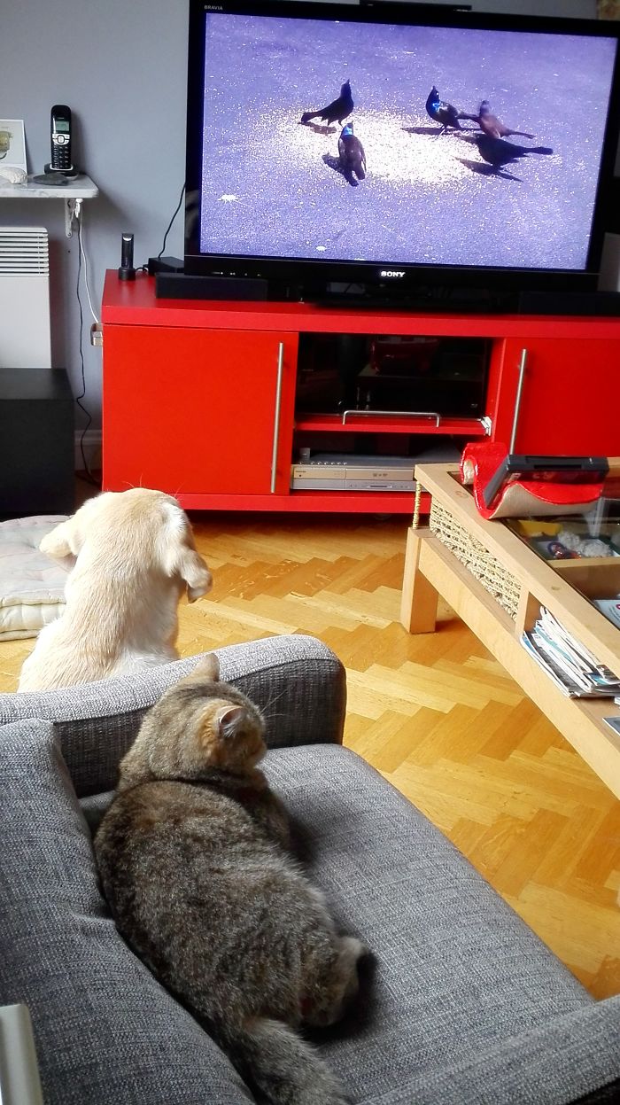 Mira And Bella Watching Together A Snacking Bird Video