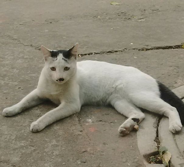 Cat Having Moustache..like Charlie Chaplin