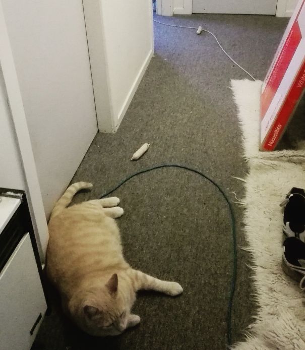 Woken By Herbie Calling Us To Breakfast. He Had Hunted Some Sausages And Put One Outside Each Of Our Doors.