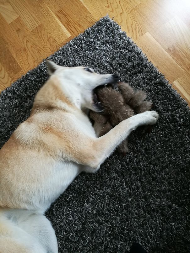 When We Come Home She Greet Us With Either Chewtoy Or Her Plush-tarantula "kosen" & Then Roll Around Like She Is Attacked By It