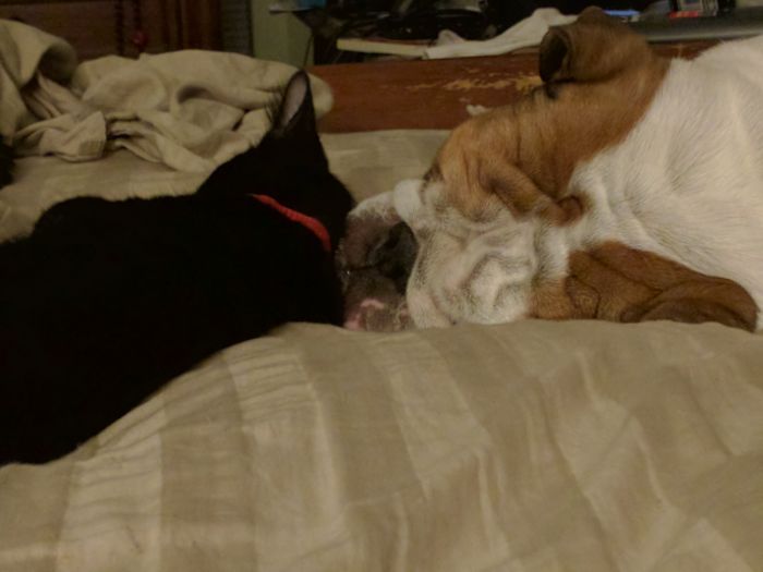 Bella The Bulldog And Her Tater Napping.