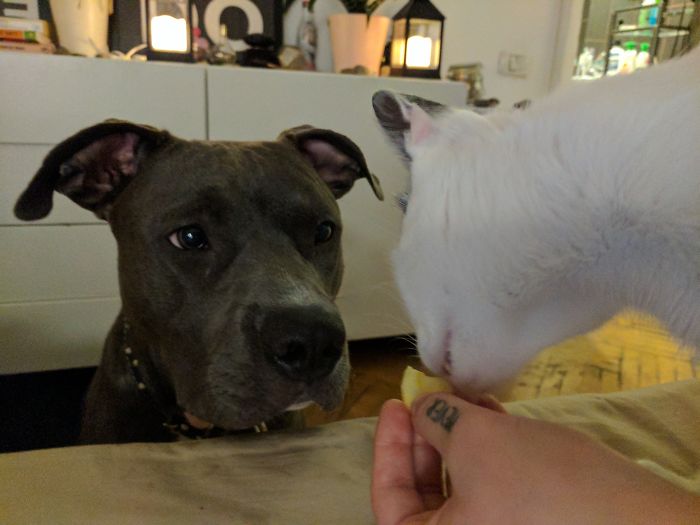 Her Face Everytime I Give My Cat Treats