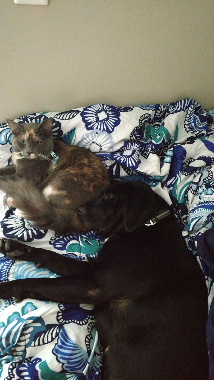 Ezra Using Diana As A Pillow