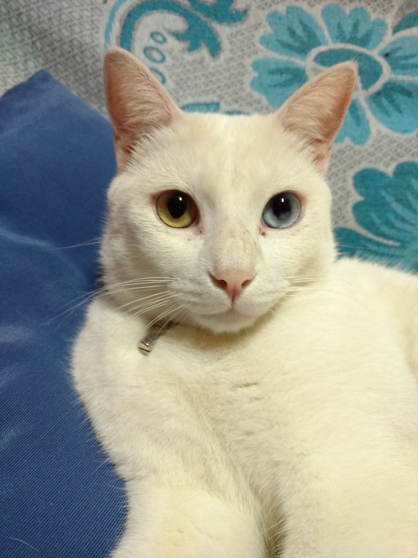 Olhos De Cores Diferentes