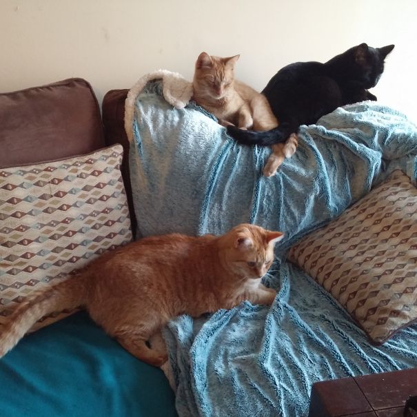 Smudgie And The Gingers!