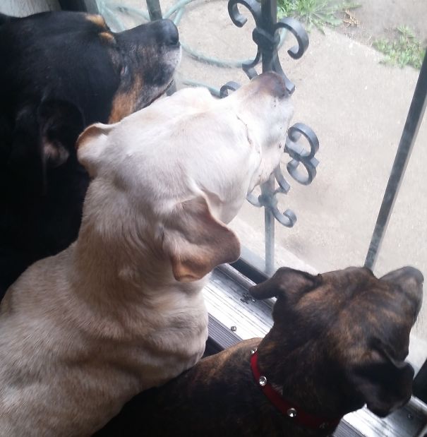 Lucky Threesome! The Trinity!