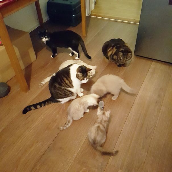 One Toy Mouse Vs My Seven Cats