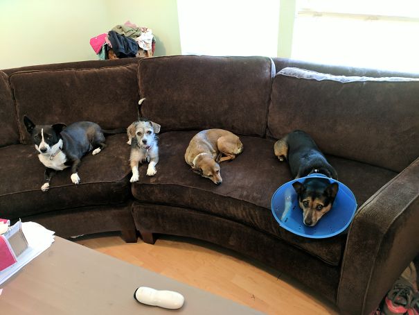Three Comfy And One Cone Of Shame....