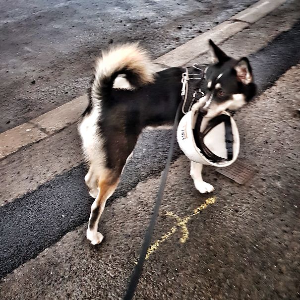 The Latest In A Long Line Of Random Things The Dog Has Brought Home. A Hard Hat. We Live No Where Near A Construction Site.