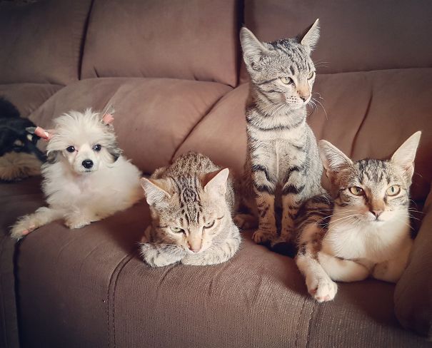 I Have 53 Animals, And I Just Realised How Rarely There Is More Than 5 In One Photo...