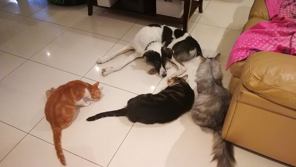 Sinbad And His Feline Friends