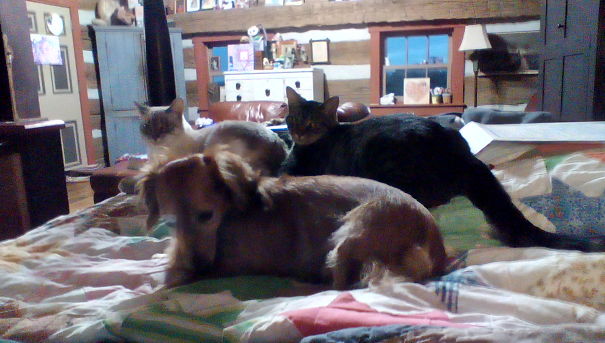 Piper,white Cat, Gummie, Tabby, Macy, Dog, And Not Pictured, Suzy Q,outside Doggie.