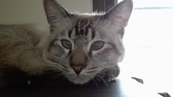 My Crossed Eye Cat Has White Eyeliner