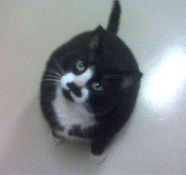 Charlie Chaplin Mustache