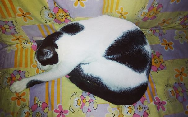 This Is Snow! She Has A Heart Formed On Her Abdomen When She Sleeps In This Position!