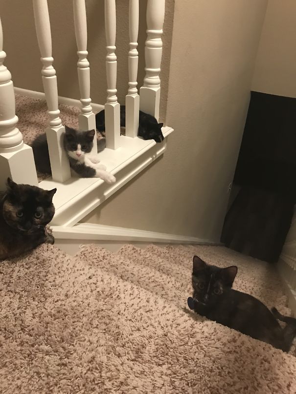 3 Female Torties And A Male Long Hair, All Rescues.