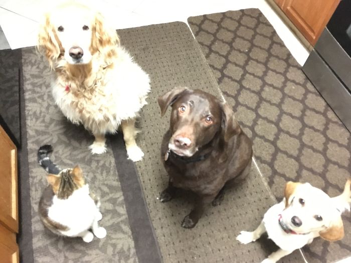 The Crew Waiting For A Treat..kitty, Hershey, Sherman And Shelby.