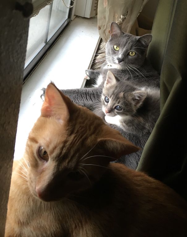 3 Babies In A Window