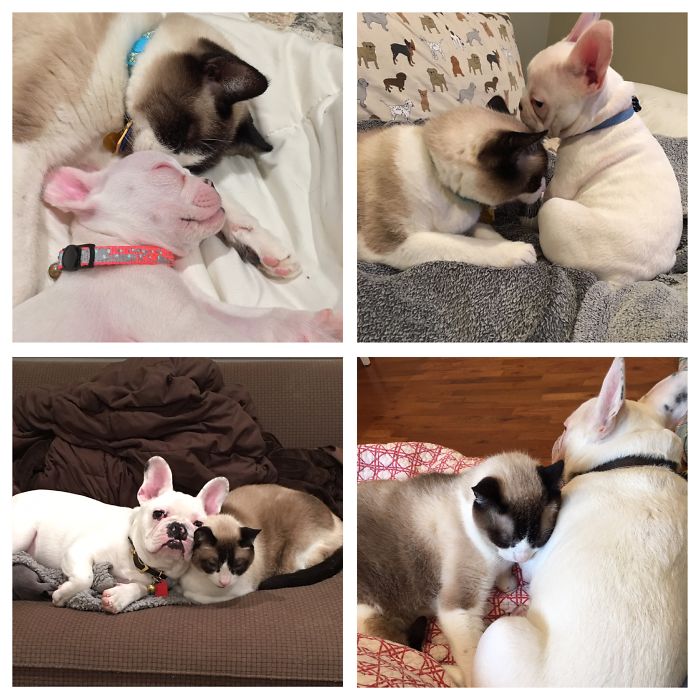 Mr. Owen (my Cat) & Unimog (my French Bulldog)...bff Furrever ❤️