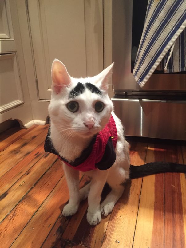 Lil, Our Beautiful Worried Boy. Rip