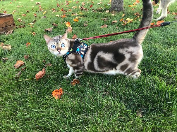 Rorschach's Ink Blot