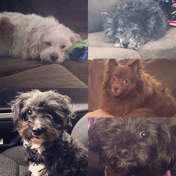 My Crew 💗 Romeo, Biscuit, Pepper, Cupcake And Ella!