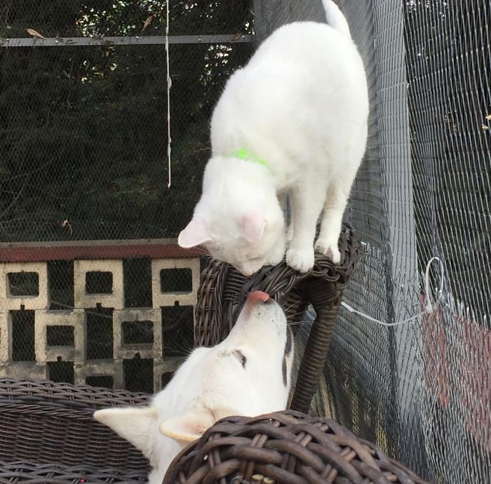 My Husky Kissing Her Brother From Another Mother!