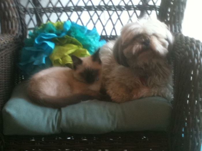 My Two Greatest Loves! Bo And Whisky