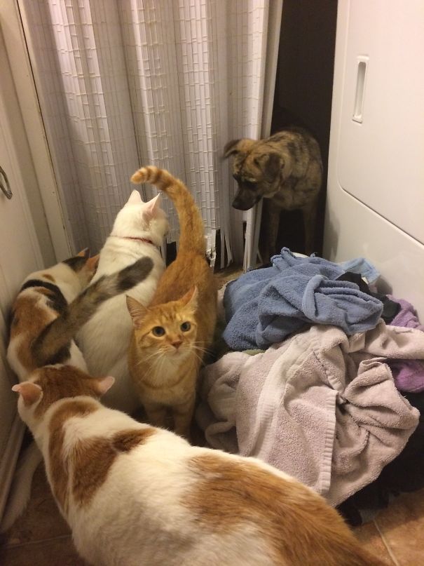 Having This Many Cats Means Never Going To The Bathroom Alone