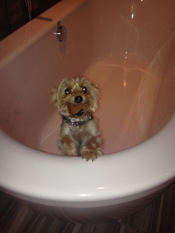 Goes Outside For Five Minutes And Proudly Comes Back With A Meatball...