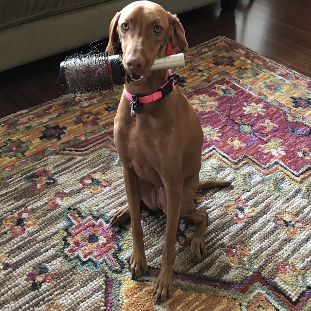 My Dog Learned To Open My Drawer Of Hair Tools. She Lies To Bring Me Brushes.