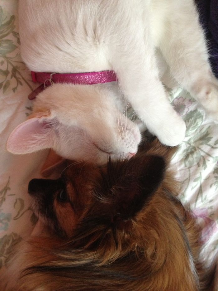 I Believe Our Cat Is Controlling Our Dog Through Osmosis When She Sleeps. The Dog Stays Awake, Won't Move And Looks Terrified.