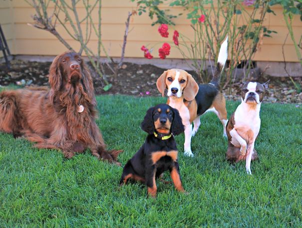 All Of My Money Goes To Treats To Keep Everyone Well Behaved.