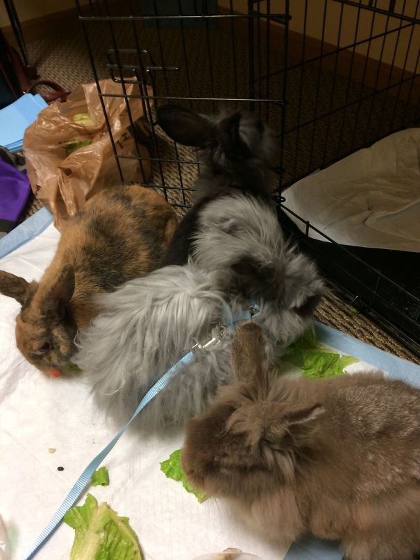 A Pile Of Buns! Two More Not In The Picture