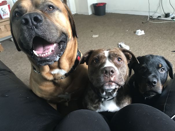 The One On The Far Left Was A Rescue Doggo. Went To Buy Him Originally And He Was Really Sick. Covered In Fleas Dehydrated Could Barely Walk He Was Tired And Weak So We Took Him Straight To The Vets And Reported The Owners To The Rspca As They Had Other Dogs In The Same Condition. He Was 10 Weeks Old When We Got Him. The Middle Doggo Karliah Was The Runt Of The Litter And Nobody Wanted Her. The Person Was Going To Drown Her So I Took Her Home When She Was 6 Weeks Old. She's Very Attached To Me Now 😂 And The Last Rotti Pup Is 18 Weeks Old And Was My Birthday Present From My Boyfriend. They Are All My Babies ☺️
