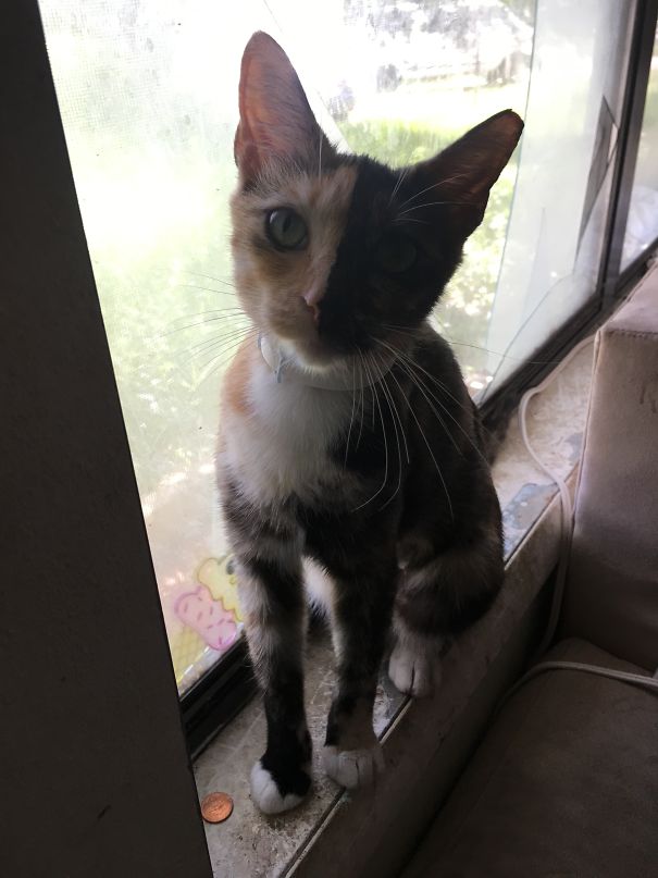 My Girls' Kitten, Princess Twoface.