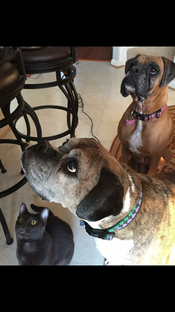 Just A Kitty And Her Pups💕