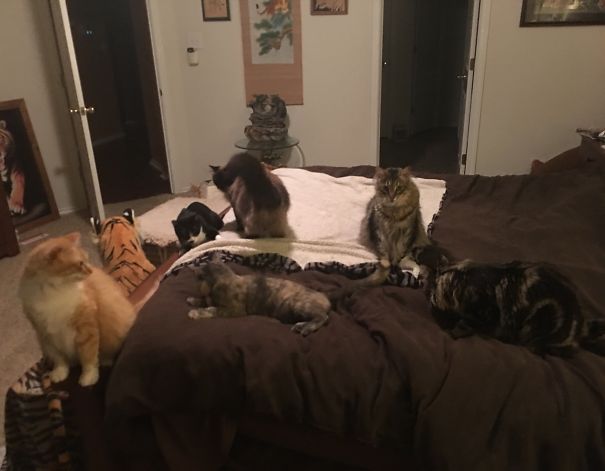 Crazy Cat House All Rescues And Strays