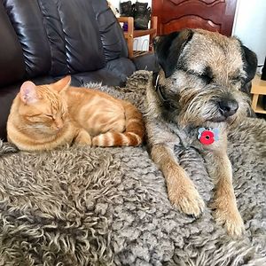 sharon_tindall avatar