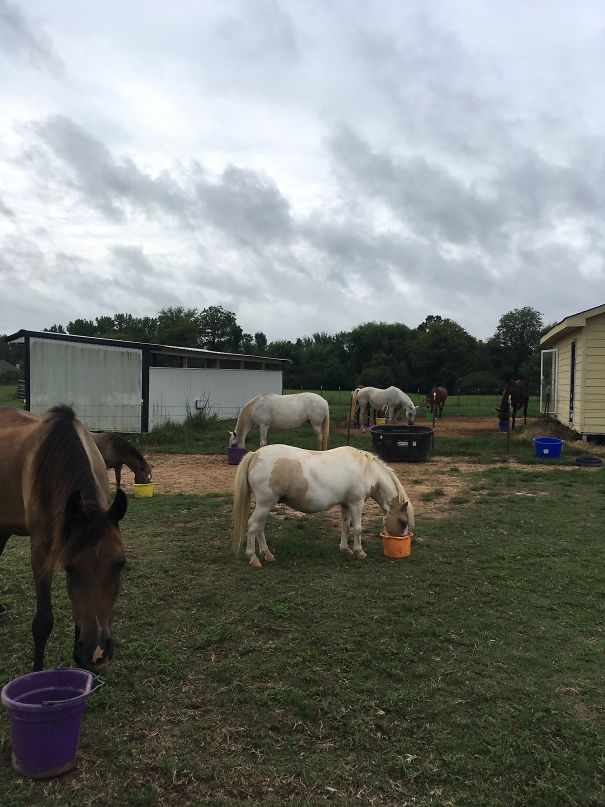 Feeding Time! (2more Horses Are Not Pictured)