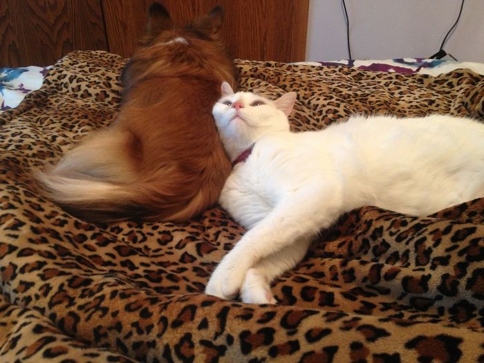 Lulu Uses Ripley As A Pillow Ever Since She Was A Kitten.