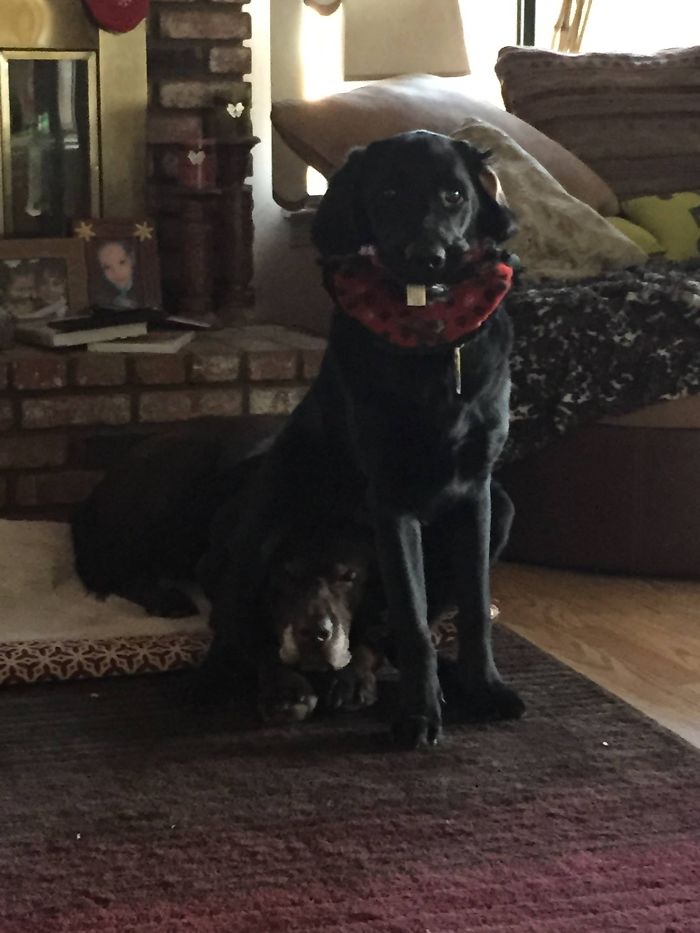 I Didn't Take Him Long To Realize How Comfortable His Big Brother's Head Was.