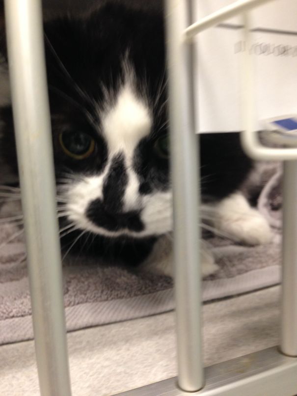 Kitten Has A... Well, See For Yourself.